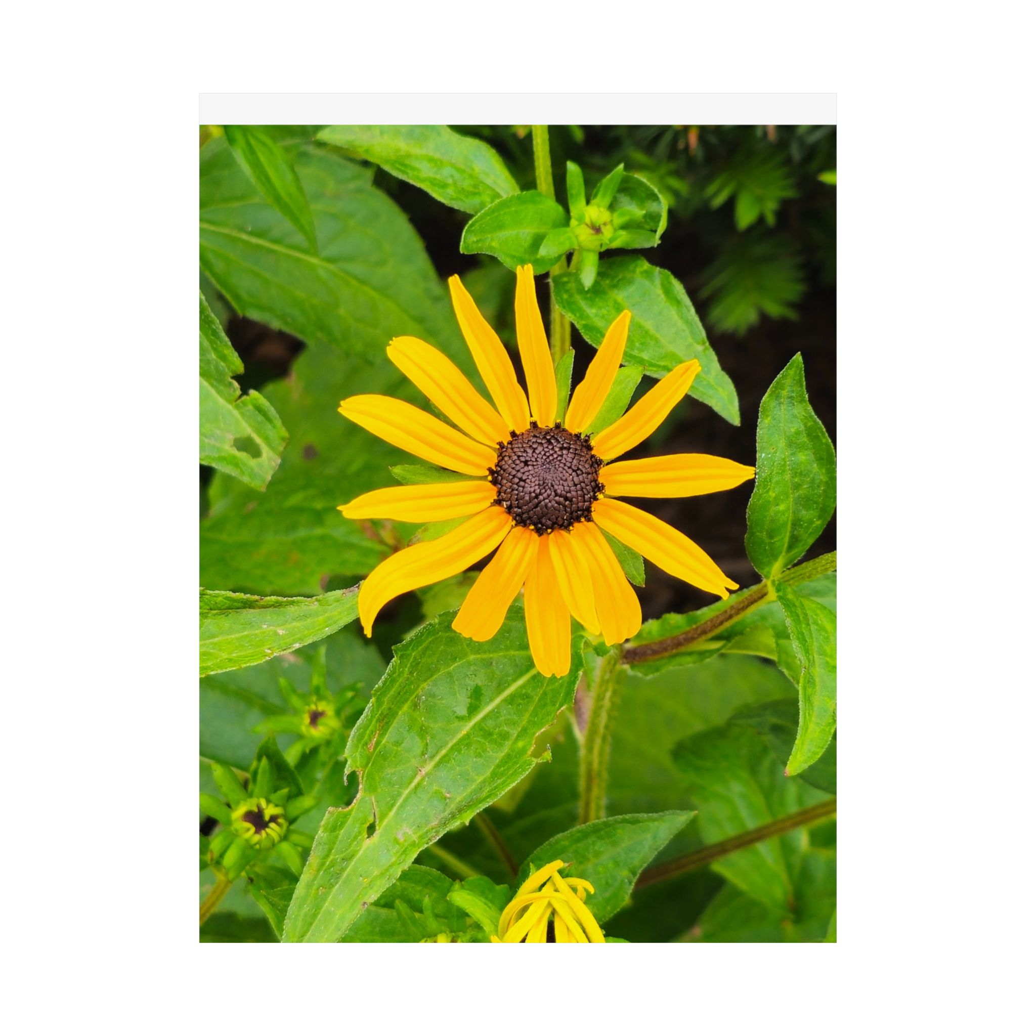 Yellow Black-Eyed Susan Floral Poster — Matte Vertical Wall Art - Image 10