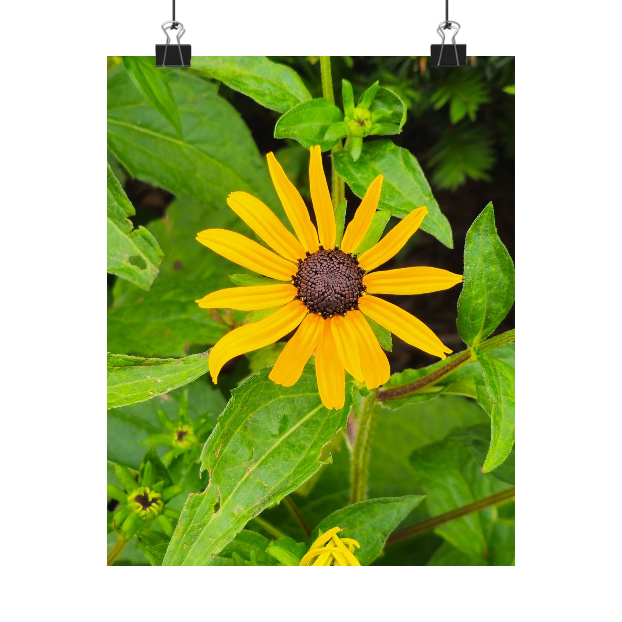 Yellow Black-Eyed Susan Floral Poster — Matte Vertical Wall Art - Image 5