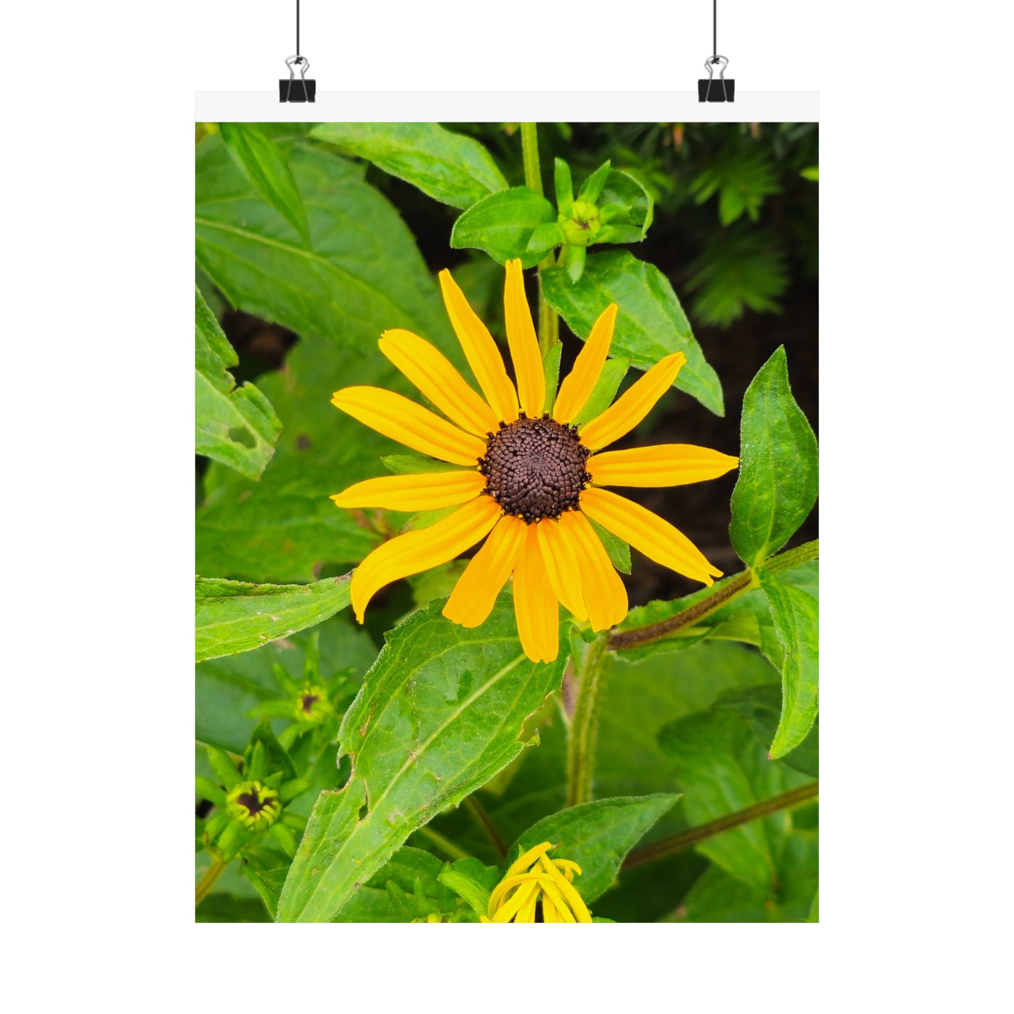 Yellow Black-Eyed Susan Floral Poster — Matte Vertical Wall Art - Image 9