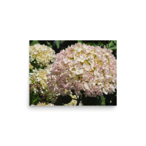 HYDRANGEA WHITE