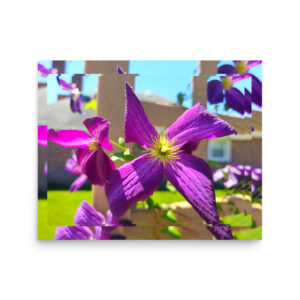 CLEMATIS VINE PURPLE