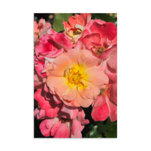 ROSES ORANGE